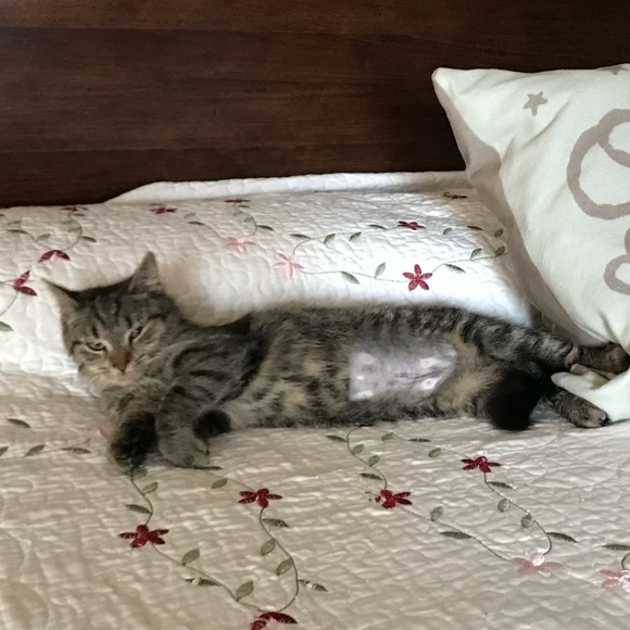 Meet your Posher, Laurie - Picture 4 of 8